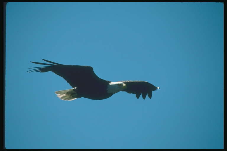  Falconiformes songbird bird
