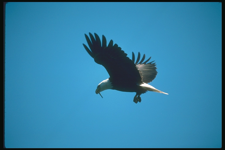  Falconiformes songbird bird