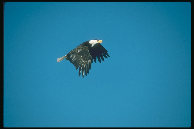  Falconiformes songbird bird