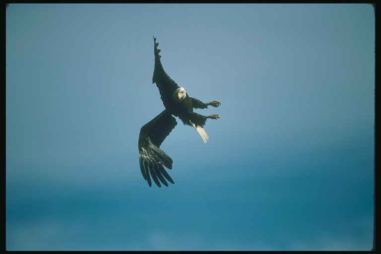  Falconiformes songbird bird