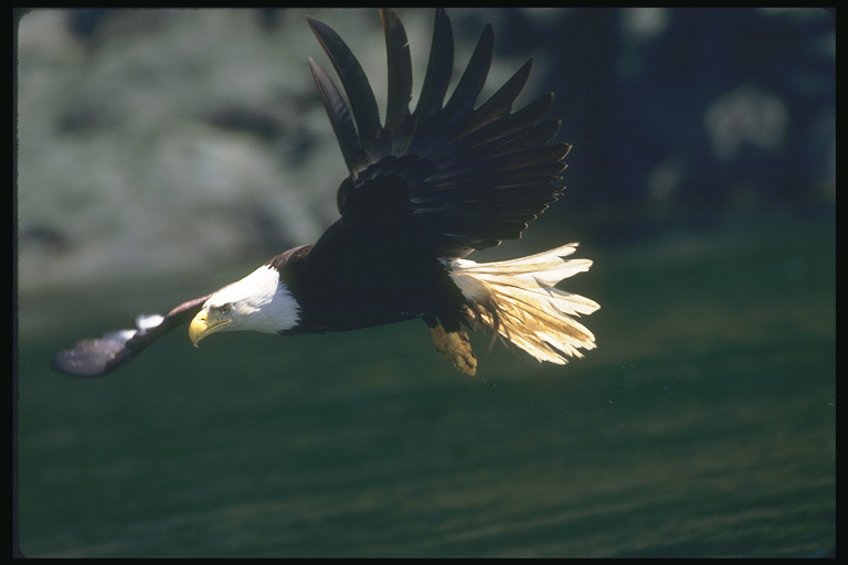  Falconiformes songbird bird