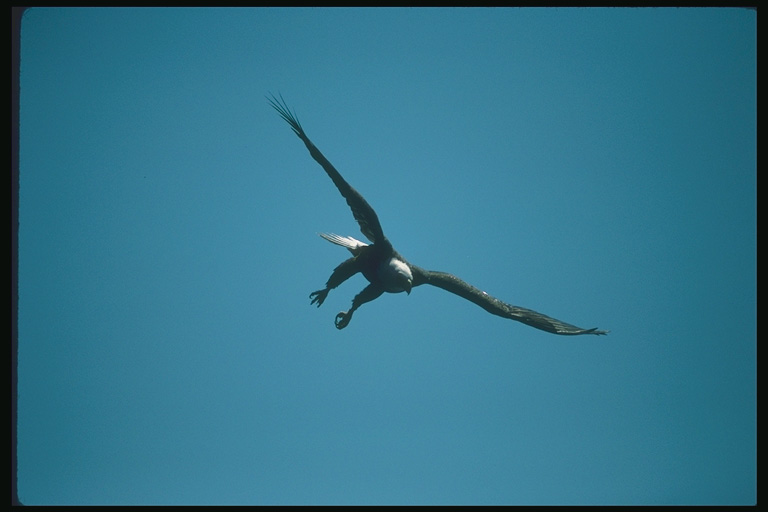  Falconiformes songbird bird