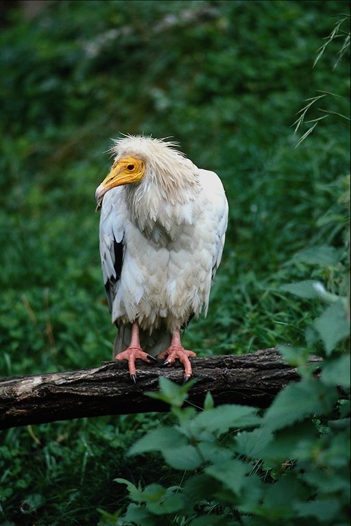  Falconiformes songbird bird