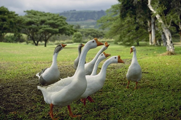  Falconiformes songbird bird