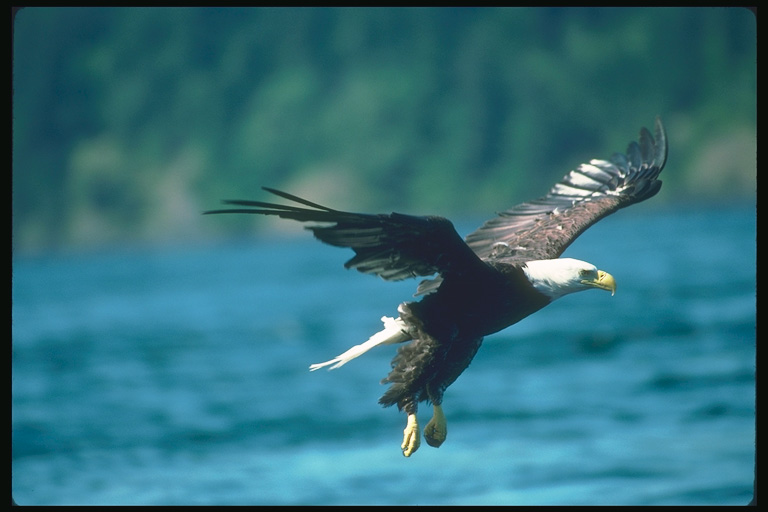  Falconiformes songbird bird