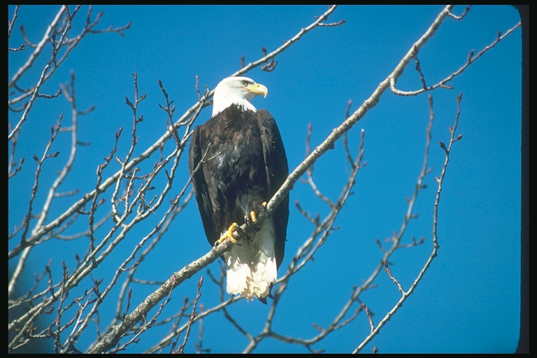  Falconiformes songbird bird