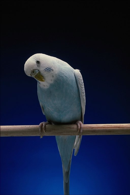  Falconiformes songbird bird