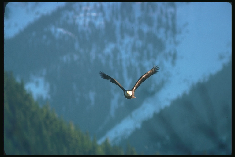  Falconiformes songbird bird