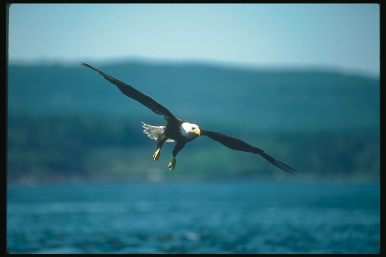  Falconiformes songbird bird