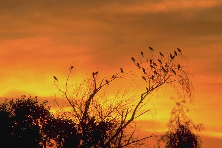  Falconiformes songbird bird