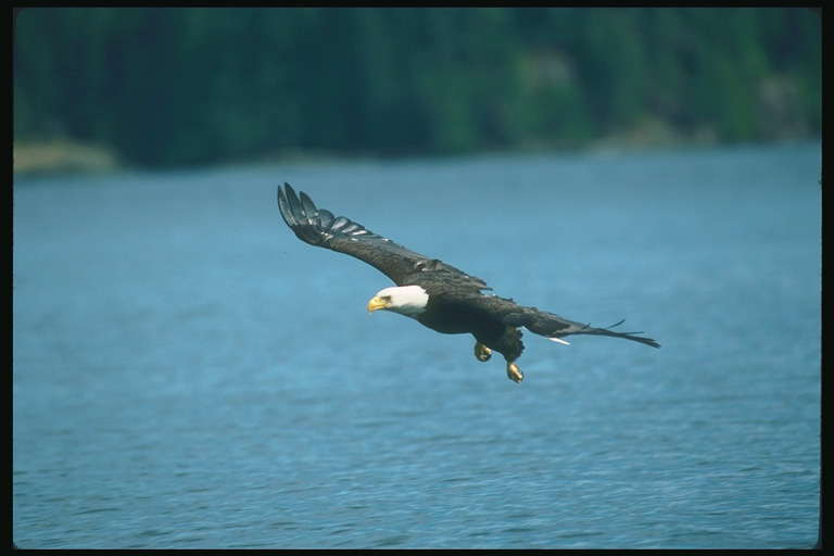  Falconiformes songbird bird