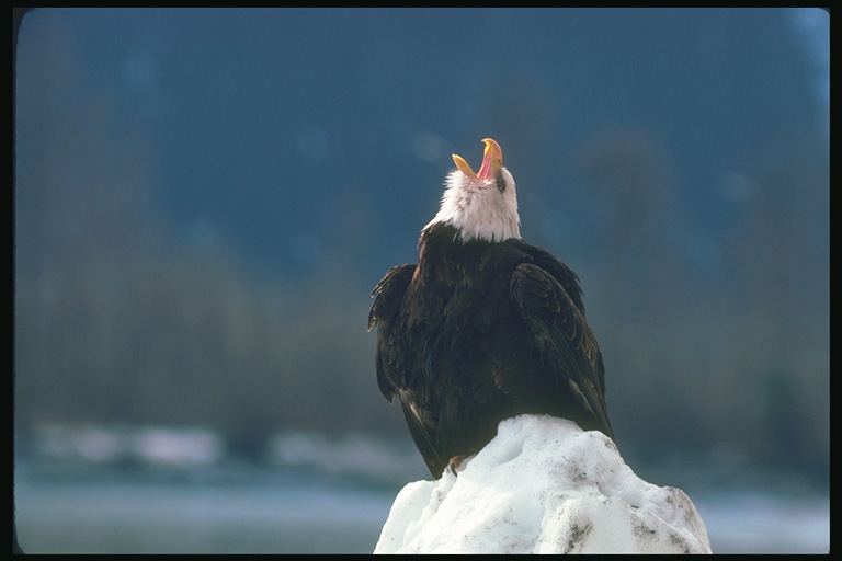  Falconiformes songbird bird