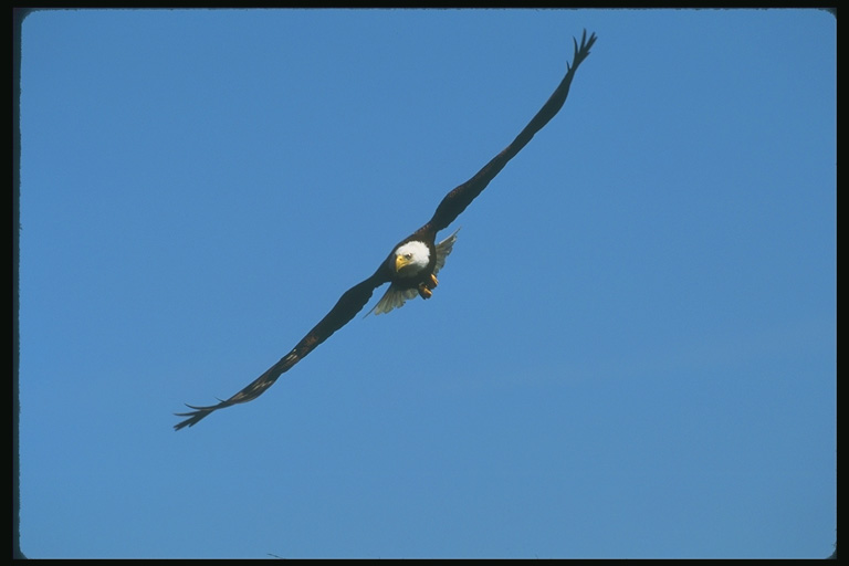  Falconiformes songbird bird