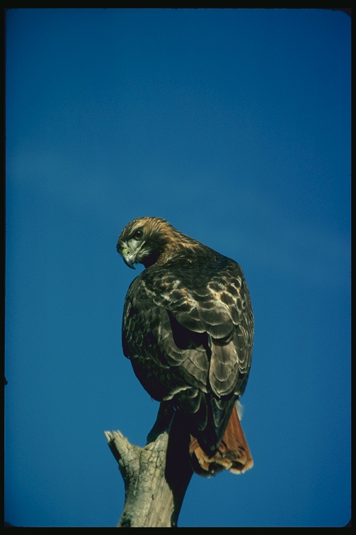  Falconiformes songbird bird