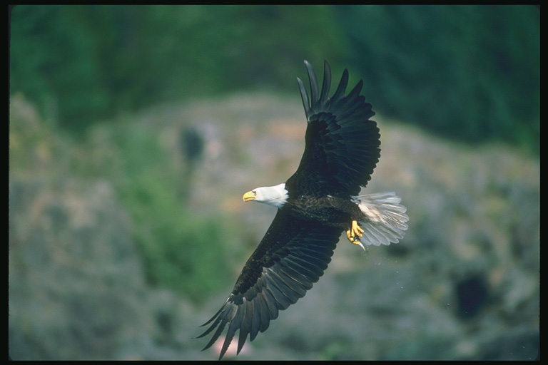  Falconiformes songbird bird