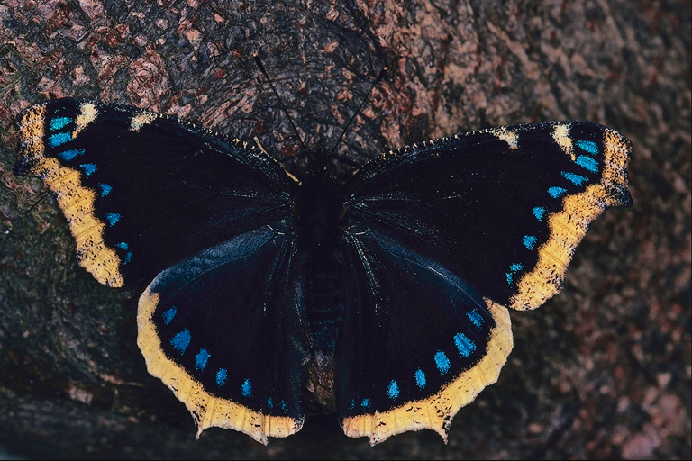  (Lepidoptera) ,  (Lepidoptera