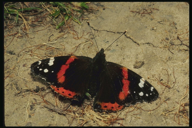  (Lepidoptera) ,  (Lepidoptera