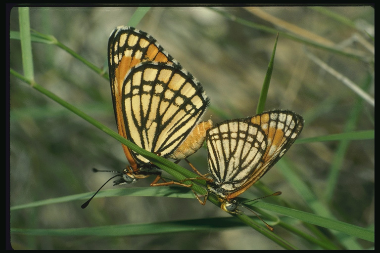  (Lepidoptera) ,  (Lepidoptera