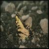 Бабочки (Lepidoptera) 3