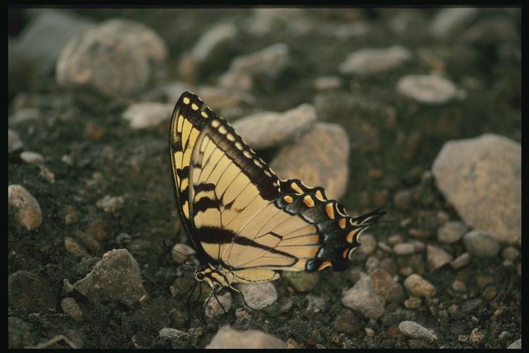  (Lepidoptera) ,  (Lepidoptera