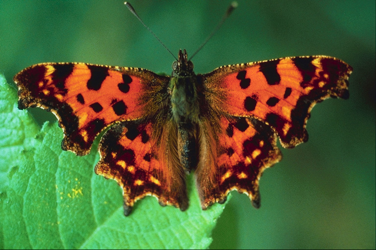  (Lepidoptera) ,  (Lepidoptera