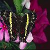 Бабочки (Lepidoptera) 5