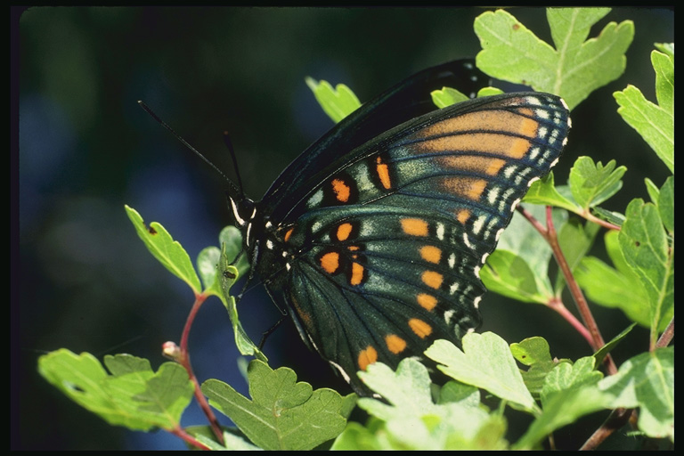  (Lepidoptera) ,  (Lepidoptera