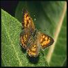 Бабочки (Lepidoptera) 7