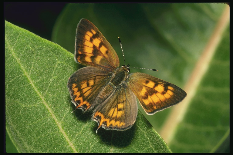  (Lepidoptera) ,  (Lepidoptera