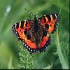 Бабочки (Lepidoptera) 8