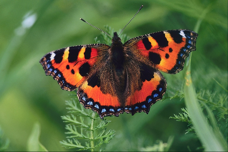  (Lepidoptera) ,  (Lepidoptera