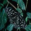 Бабочки (Lepidoptera) 9
