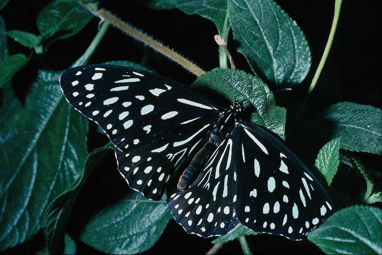  (Lepidoptera) ,  (Lepidoptera
