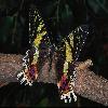 Бабочки (Lepidoptera) 10
