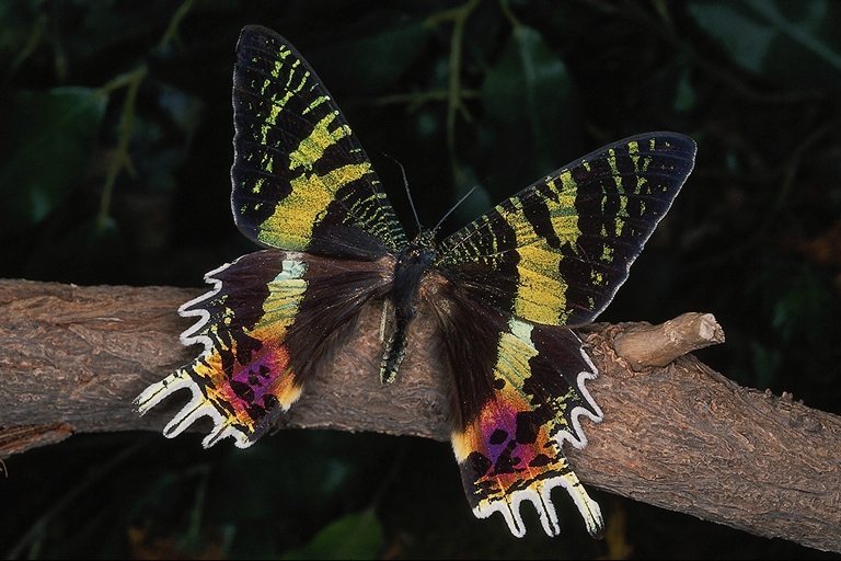  (Lepidoptera) ,  (Lepidoptera