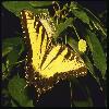  (Lepidoptera) 11