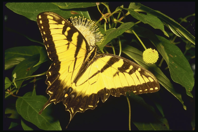  (Lepidoptera) ,  (Lepidoptera