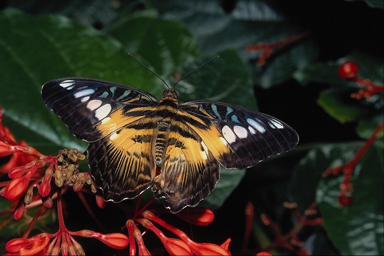  (Lepidoptera) ,  (Lepidoptera