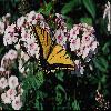 Бабочки (Lepidoptera) 13