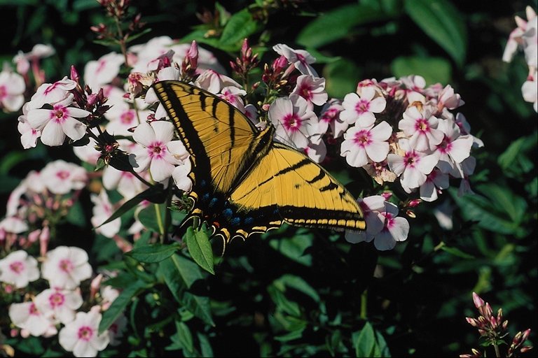  (Lepidoptera) ,  (Lepidoptera