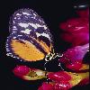 Бабочки (Lepidoptera) 14