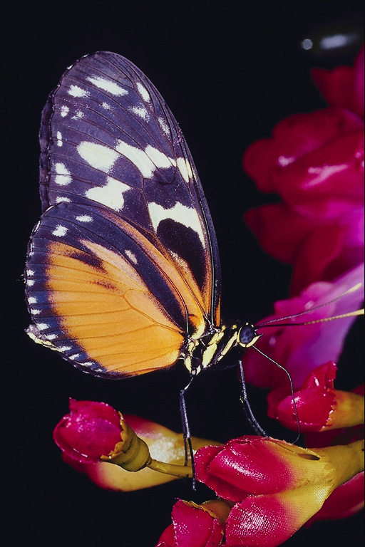  (Lepidoptera) ,  (Lepidoptera