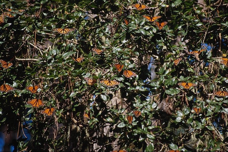  (Lepidoptera) ,  (Lepidoptera