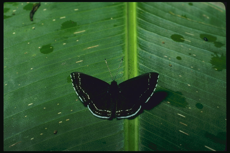  (Lepidoptera) ,  (Lepidoptera