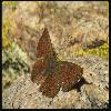 Бабочки (Lepidoptera) 17