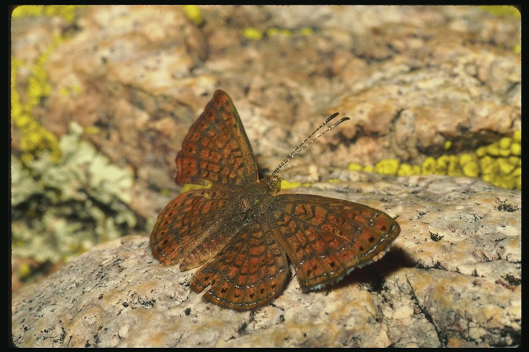  (Lepidoptera) ,  (Lepidoptera