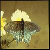  (Lepidoptera) 18