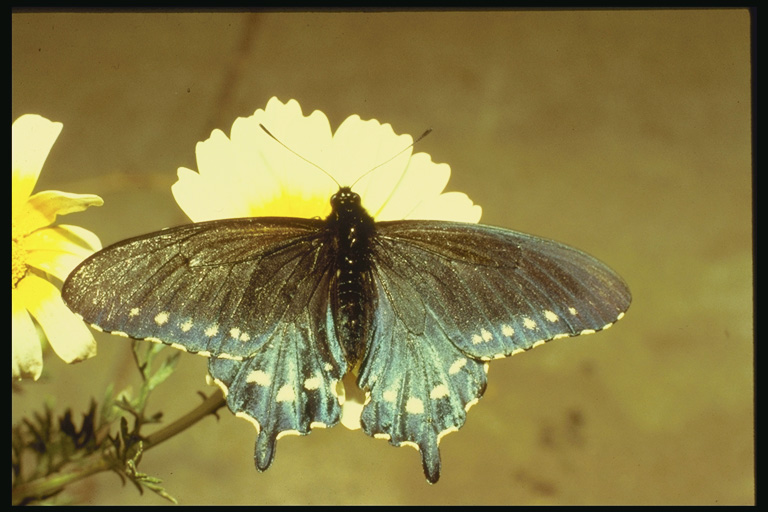  (Lepidoptera) ,  (Lepidoptera