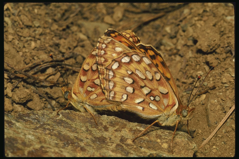  (Lepidoptera) ,  (Lepidoptera