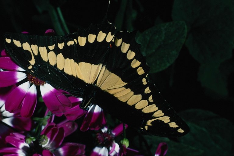  (Lepidoptera) ,  (Lepidoptera